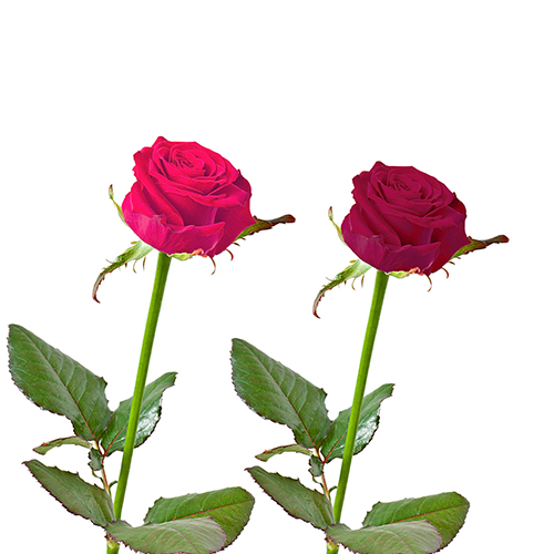 Différentes roses